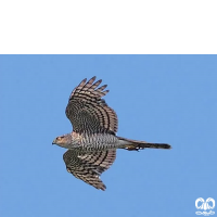 گونه قرقی Eurasian Sparrowhawk